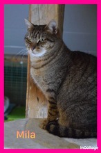 MILA, Katze, Europäisch Kurzhaar in Bulgarien