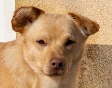 BROWNIE, Hund, Mischlingshund in Kroatien