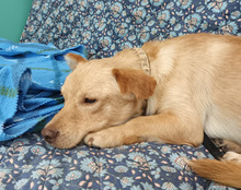 BROWNIE, Hund, Mischlingshund in Kroatien - Bild 11