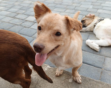 BROWNIE, Hund, Mischlingshund in Kroatien - Bild 15