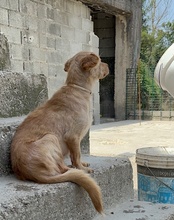 BROWNIE, Hund, Mischlingshund in Kroatien - Bild 16