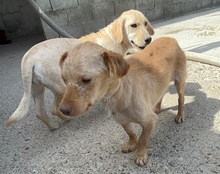 BROWNIE, Hund, Mischlingshund in Kroatien - Bild 18