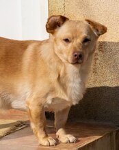 BROWNIE, Hund, Mischlingshund in Kroatien - Bild 2