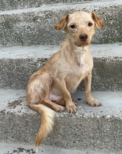 BROWNIE, Hund, Mischlingshund in Kroatien - Bild 21