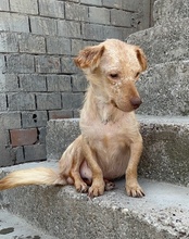 BROWNIE, Hund, Mischlingshund in Kroatien - Bild 22