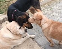 BROWNIE, Hund, Mischlingshund in Kroatien - Bild 3