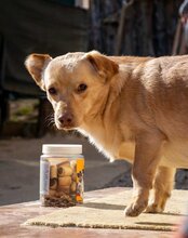 BROWNIE, Hund, Mischlingshund in Kroatien - Bild 4