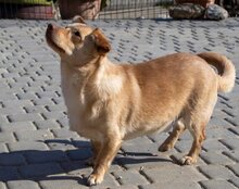 BROWNIE, Hund, Mischlingshund in Kroatien - Bild 5
