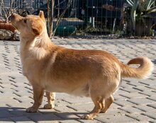 BROWNIE, Hund, Mischlingshund in Kroatien - Bild 6