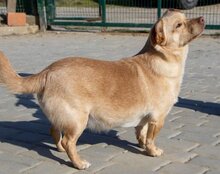 BROWNIE, Hund, Mischlingshund in Kroatien - Bild 7