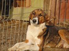 SAMIRA, Hund, Mischlingshund in Rumänien - Bild 1