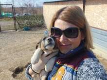 SAMIRA, Hund, Mischlingshund in Rumänien - Bild 10