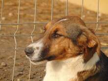 SAMIRA, Hund, Mischlingshund in Rumänien - Bild 9