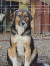 SHIRA, Hund, Mischlingshund in Rumänien - Bild 1