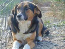 SHIRA, Hund, Mischlingshund in Rumänien - Bild 10