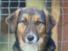 SHIRA, Hund, Mischlingshund in Rumänien - Bild 2