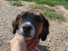 SHIRA, Hund, Mischlingshund in Rumänien - Bild 3