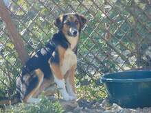 SHIRA, Hund, Mischlingshund in Rumänien - Bild 4