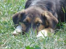 SHIRA, Hund, Mischlingshund in Rumänien - Bild 6