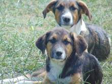 SHIRA, Hund, Mischlingshund in Rumänien - Bild 7