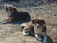 SHIRA, Hund, Mischlingshund in Rumänien - Bild 8