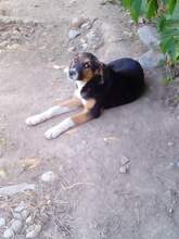 SHIRA, Hund, Mischlingshund in Rumänien - Bild 9