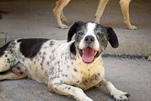 ROCCO, Hund, Mischlingshund in Spanien - Bild 1