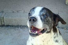ROCCO, Hund, Mischlingshund in Spanien - Bild 2