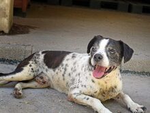 ROCCO, Hund, Mischlingshund in Spanien - Bild 3