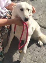 IGNAZIO, Hund, Mischlingshund in Grieben - Bild 2