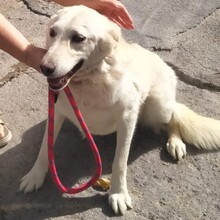 IGNAZIO, Hund, Mischlingshund in Grieben - Bild 4