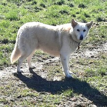 IGNAZIO, Hund, Mischlingshund in Grieben - Bild 5