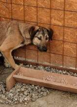WHISKY, Hund, Mischlingshund in Rumänien - Bild 1