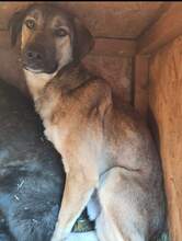 WHISKY, Hund, Mischlingshund in Rumänien - Bild 3