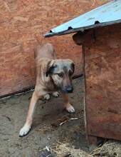 WHISKY, Hund, Mischlingshund in Rumänien - Bild 4