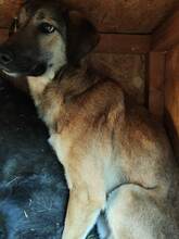 WHISKY, Hund, Mischlingshund in Rumänien - Bild 5