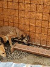 WHISKY, Hund, Mischlingshund in Rumänien - Bild 6