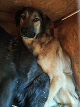 WHISKY, Hund, Mischlingshund in Rumänien - Bild 7