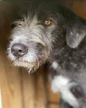 CARLETTO, Hund, Mischlingshund in Rumänien - Bild 1