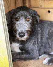 CARLETTO, Hund, Mischlingshund in Rumänien - Bild 2