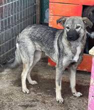 BRIDA, Hund, Mischlingshund in Rumänien - Bild 1