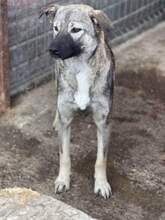 BRIDA, Hund, Mischlingshund in Rumänien - Bild 2