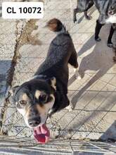 COLIN, Hund, Mischlingshund in Rumänien - Bild 2