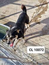 COLIN, Hund, Mischlingshund in Rumänien - Bild 4