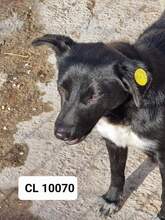 CARA, Hund, Mischlingshund in Rumänien - Bild 4