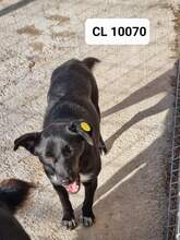 CARA, Hund, Mischlingshund in Rumänien - Bild 5