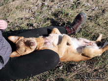 ANGELO, Hund, Mischlingshund in Slowakische Republik - Bild 13