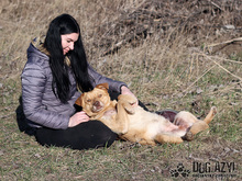 ANGELO, Hund, Mischlingshund in Slowakische Republik - Bild 14