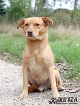 ANGELO, Hund, Mischlingshund in Slowakische Republik - Bild 16