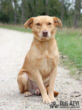 ANGELO, Hund, Mischlingshund in Slowakische Republik - Bild 17